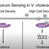 Quorum Sensing in V. cholerae